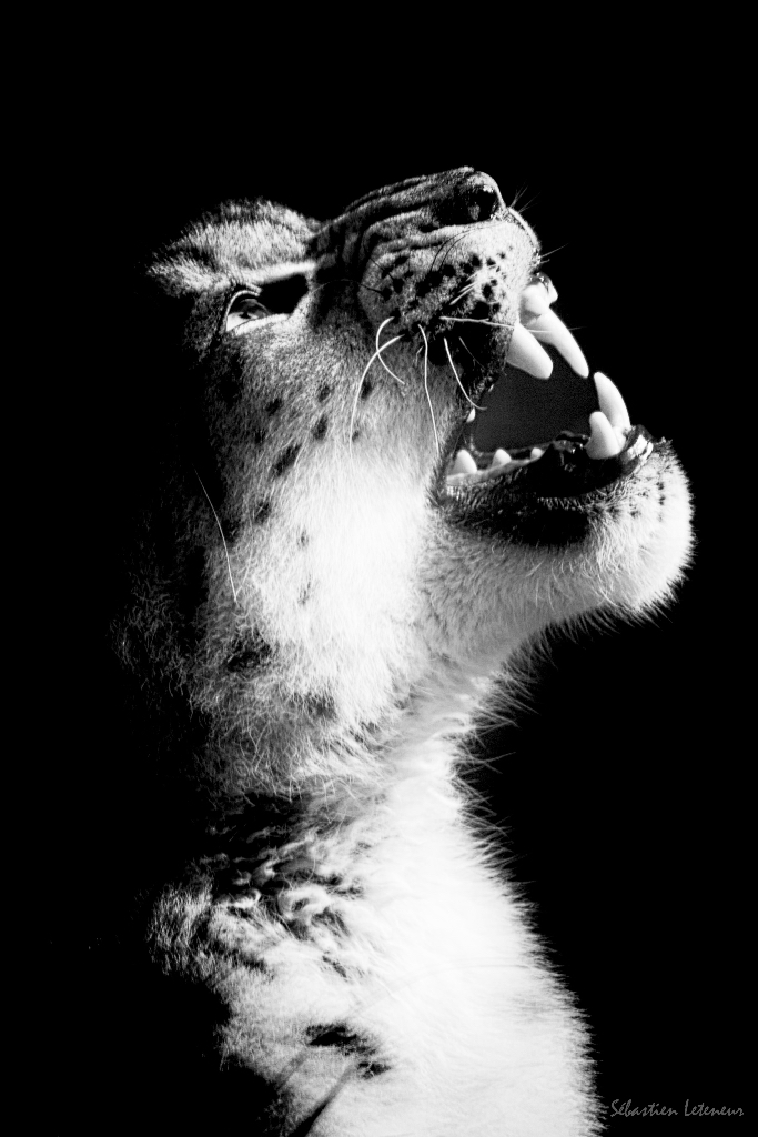 Snow Leopard (Panthera uncia)